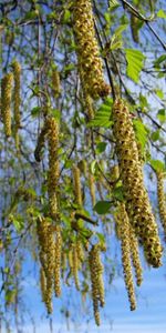 Plantas,Árboles,Cielo