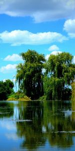 Trees,Sky,Pond,Nature,Summer