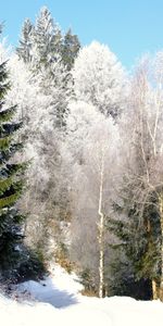 Trees,Sky,Road,Frost,Hoarfrost,Ate,Clear,I See,From Below,Nature