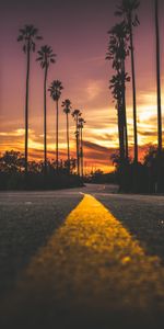 Árboles,Cielo,Camino,Margen,Naturaleza,Palms