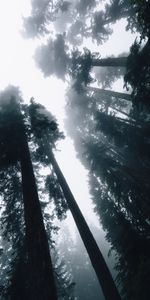 Nature,Arbres,Forêt,Vue De Bas,Sky,Briller,Lumière,Brouillard,Vue De Dessous