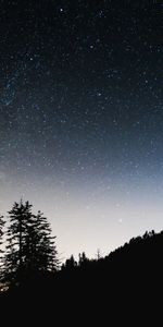 Trees,Sky,Shine,Starry Sky,Night,Dark,Brilliance