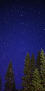 Trees,Sky,Shining,Starry Sky,Nature,Night