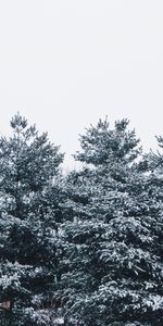 Trees,Sky,Snow,Branches,Snow Covered,Snowbound,Forest,Nature