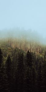 Arbres,Épicéa,Sapin,Nature,Brouillard,Sky,Forêt