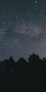 Trees,Sky,Starry Sky,Night,Dark