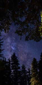 Trees,Sky,Stars,Night,Dark