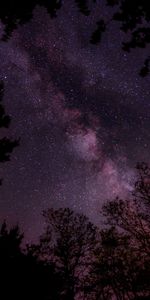 Arbres,Etoiles,Ciel Étoilé,Sky,Nuit,Sombre