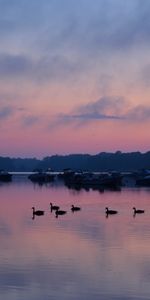 Oiseaux,Nature,Cygnes,Sky,Crépuscule,Lac,Arbres