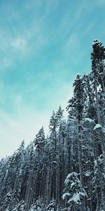 Trees,Sky,Top,Forest,Snow Covered,Snowbound,Winter,Tops,Nature