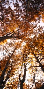 Retour Au Début,Hauts,Nature,Arbres,Sky,Automne