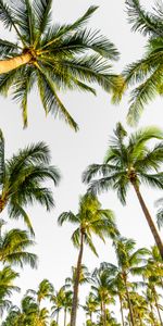 Trees,Sky,Top,Nature,Tropical,Palms,Tops