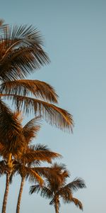 Árboles,Cielo,Arriba,Naturaleza,Palms,Tops