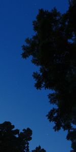 Trees,Sky,Tops,Night,Top,Dark