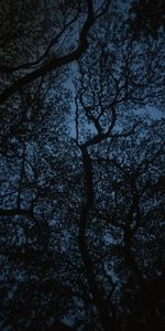 Trees,Sky,Twilight,Branches,Dusk,Dark