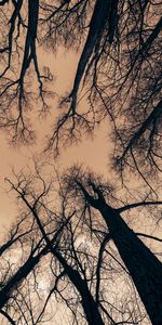 Arbres,Branches,Crépuscule,Nature,Sky