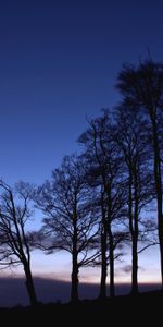 Nature,Branches,Arbres,Sky,Crépuscule,Silhouette