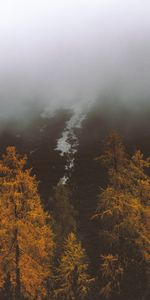 Naturaleza,Árboles,Niebla,Pendiente,Cuesta,Otoño