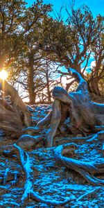 Naturaleza,Nieve,Sucursales,Ramas,Invierno,Árboles