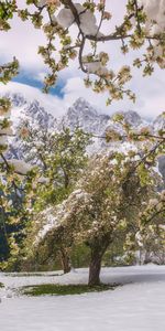 Nevado,Cubierto De Nieve,Naturaleza,Árboles,Montañas,Nieve,Flores