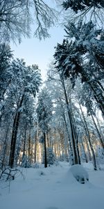 Pin,Snowbound,Couvert De Neige,Forêt,Nature,Neige,Hiver,Arbres