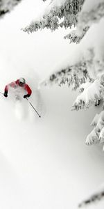 Trees,Snow,Descent,Ate,Skiing,Alpine Skiing,Extreme,Sports