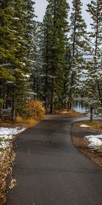 Trees,Snow,Fir,Spruce,Path,Snow Covered,Snowbound,Nature