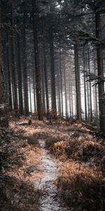 Naturaleza,Árboles,Nieve,Camino,Bosque