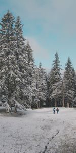 Trees,Snow,Forest,Winter,Nature,People