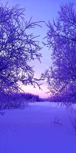 Trees,Snow,Landscape