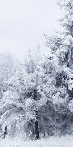 Árboles,Nieve,Paisaje