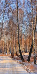 Paisaje,Árboles,Nieve