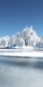 Trees,Snow,Landscape,Nature