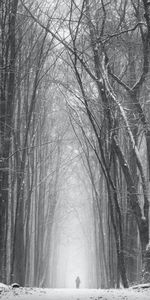 Trees,Snow,Miscellanea,Miscellaneous,Loneliness,Snowstorm,Silhouette