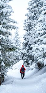 Trees,Snow,Miscellanea,Skier,Winter,Miscellaneous