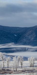 Trees,Snow,Mountain,Winter,Nature,Clouds