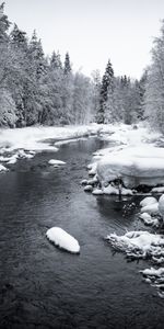 Trees,Snow,Nature,Rivers,Forest