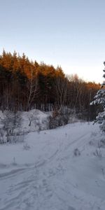 Árboles,Nieve,Camino,Bosque,Naturaleza