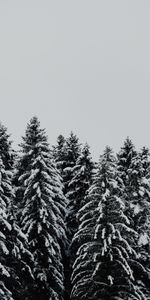 Arbres,Couvert De Neige,Snowbound,Neige,Minimalisme