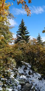 Nature,Épicéa,Sapin,Arbres,Neige