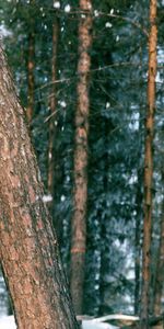 Tronc,Neige,Nature,Forêt,Arbres