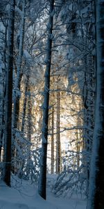 Trees,Snow,Winter,Forest,Nature