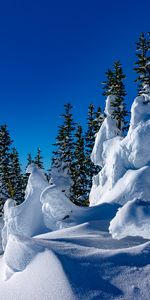 Trees,Snow,Winter,Nature,Drifts