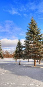 Trees,Snow,Winter,Nature,Forest