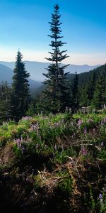 Trees,Spruce,Fir,Dahl,Wildflowers,Nature,Mountains,Distance