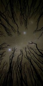 Trees,Starry Sky,Bottom View,Nature,Silhouette