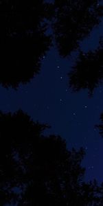 Trees,Starry Sky,Bottom View,Night,Dark