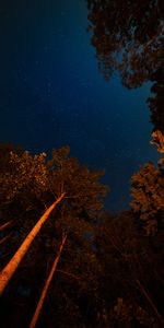 Trees,Starry Sky,Crown,Crowns,Dark,Night