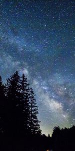 Trees,Starry Sky,Dark,Galaxy