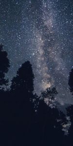 Trees,Starry Sky,Nature,Stars,Night